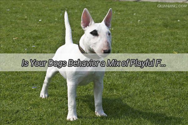 Is Your Dogs Behavior a Mix of Playful Freedom or Just Lazy Lounging